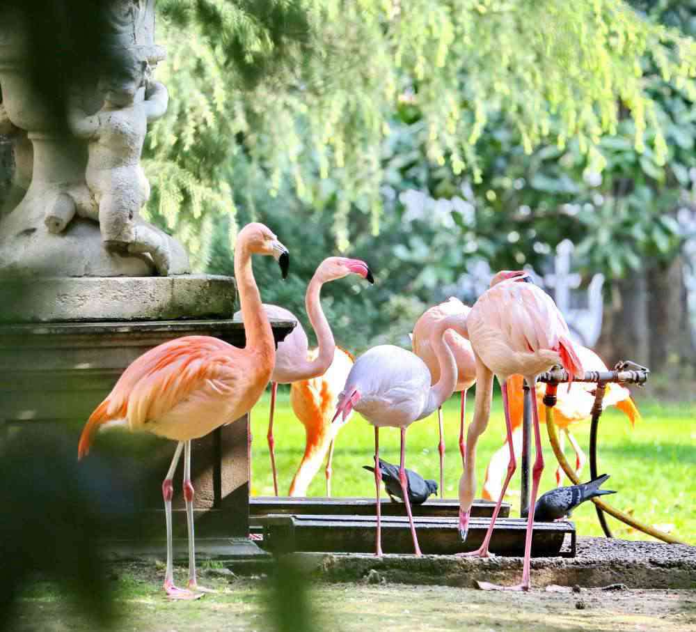 villa invernizzi fenicotteri rosa