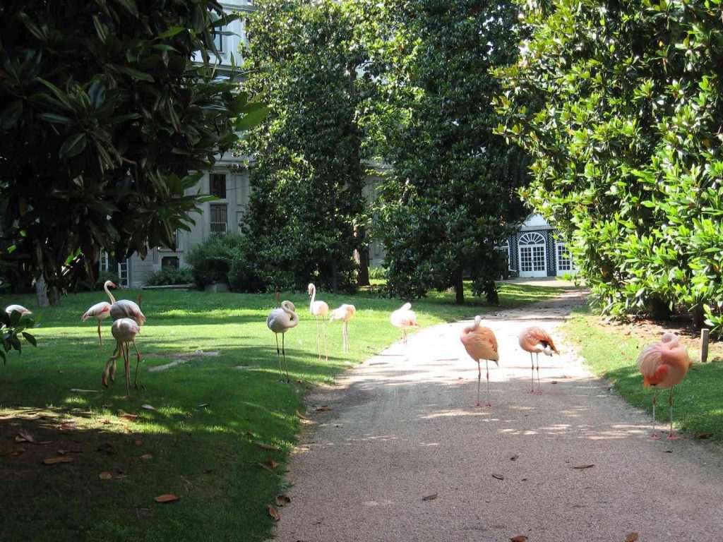 villa invernizzi FENICOTTERI ROSA